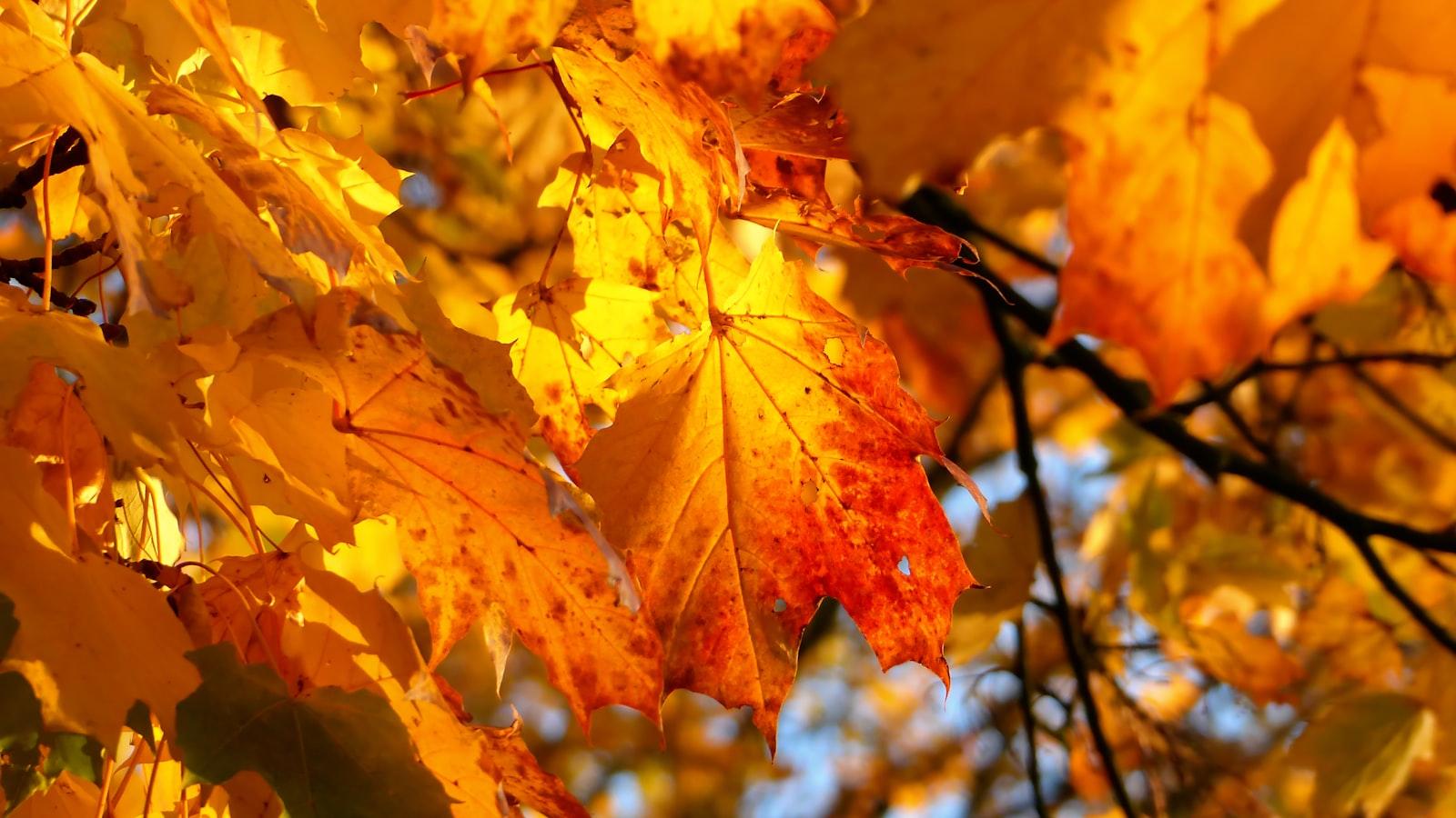 Bunte Vielfalt der Stauden: Eine ‍Überblick über verschiedene Farben und Muster