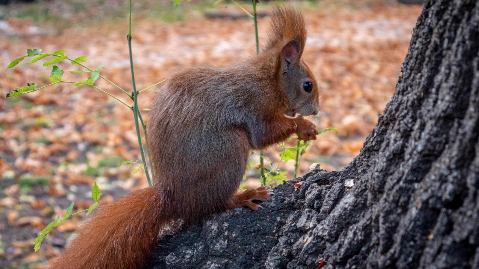 Die‍ Schönheit ‍des ‍Trockengartens: Ein nachhaltiger Ansatz für‌ die ⁤Gartengestaltung