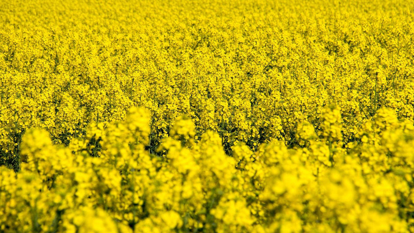 Alles über ⁣Rosen: Die⁤ Bedeutung der Königin der Blumen⁤ in‌ der Geschichte⁤ und ‌Kultur