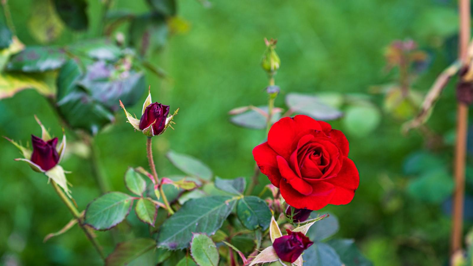 Garten als verbindendes Element ​in der Nachbarschaft